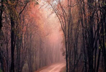 谷爱凌在世界极限运动会因伤退赛 李方慧摘银2025-01-26.